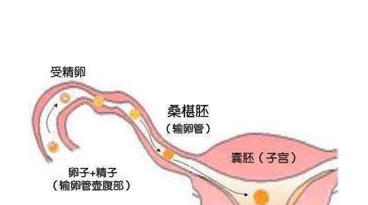 备孕能艾灸哪些穴位