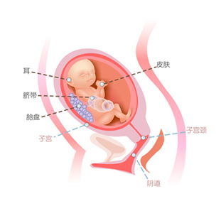 怀孕七个月女胎儿图是怎样的