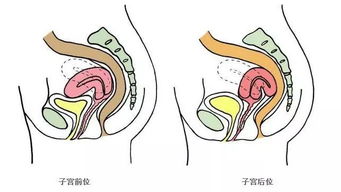 孕晚期胎儿肠管扩张正常范围