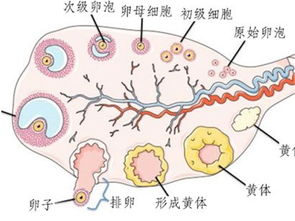 卵泡萎缩了还能再长大吗