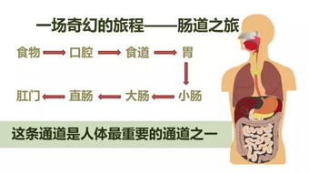 危害肠道健康的饮食