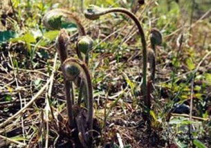 孕妇不能吃什么野菜?