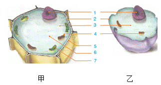 生物动物细胞结构图