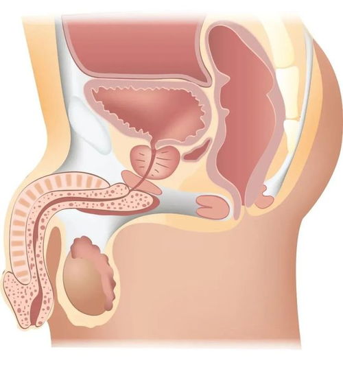 为什么男人容易得前列腺炎吗