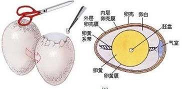 同卵双胞胎发育过程图40周