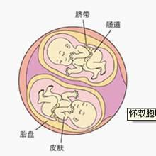 同卵双胞胎发育过程图40周