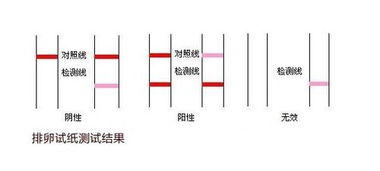 图解排卵试纸的正确使用方法