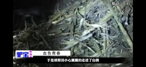 515裁判 到底是干什么的啊