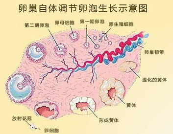 卵巢巧克力囊肿影响排卵吗