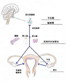 卵泡发育小会怀孕吗