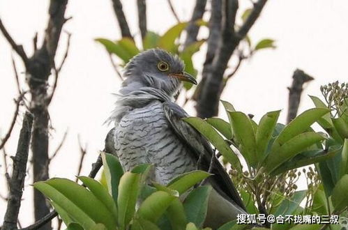 杜鹃鸟的生殖过程，准确的，不准确不给积分