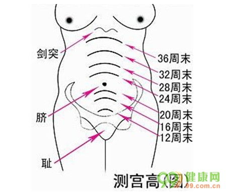 详解测量孕妇腹围的方法视频