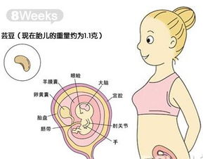 怀孕8周饮食上要注意哪些