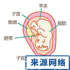 35周胎儿发育情况标准