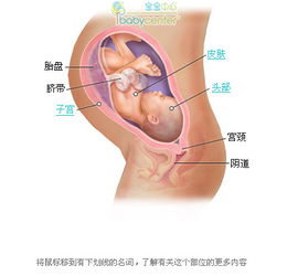 怀孕八周胎儿b超图