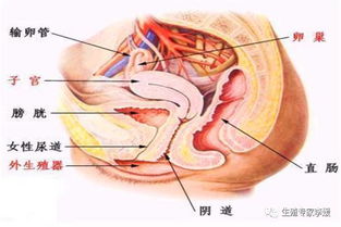 为什么超声检查要憋尿呢