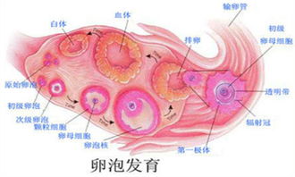 女性有卵泡不排卵怎么办