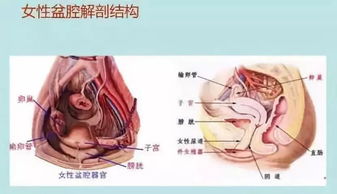 为什么两次B超的结果不一样呢？