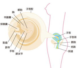 9周的胎儿是指的63天吗？还是56到63