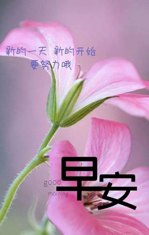 早安八个字经典简短句子