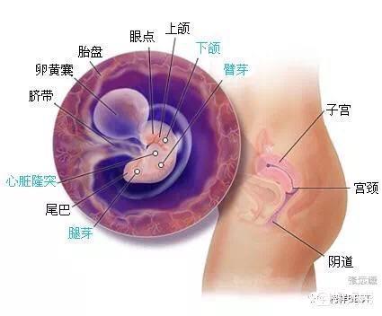 女人怀孕21周是几个月