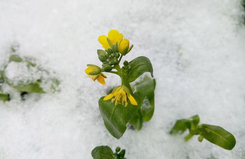 正月下雪打雷老古人有什么说法？