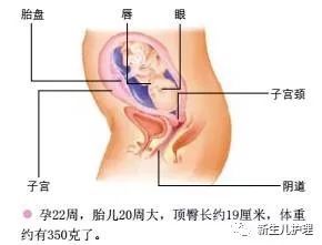 怀孕22周胎儿发育情况图片