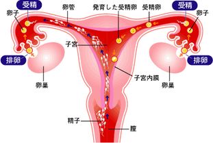 造成输卵管堵塞的原因是什么呢