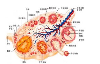 如何监测卵泡发育成熟情况