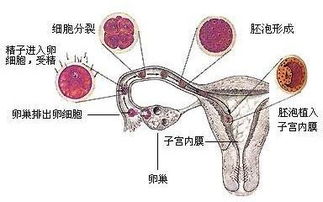 受精卵只有3成多的几率成为胎儿吗