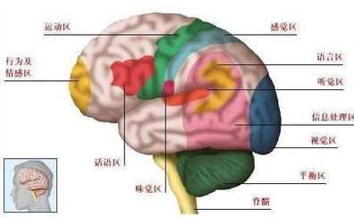 左右大脑的功能与作用区别