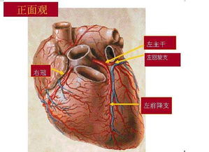 脑子供血不足的症状有哪些