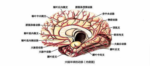 脑子供血不足的症状有哪些