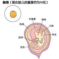 怀孕11周了，怎样知道胎儿发育状况？