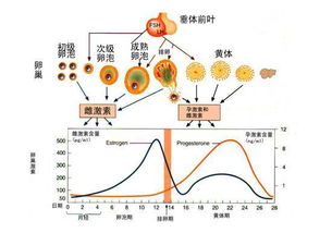 卵泡什么时候排？