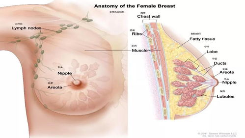 乳腺增生平时要注意些什么