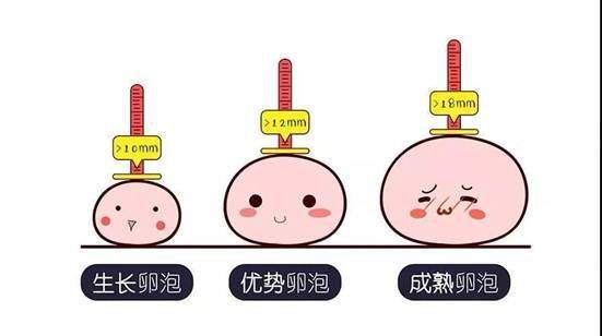 卵泡多大才能排卵？