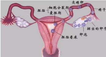 宫寒输卵管堵塞可以汗蒸吗