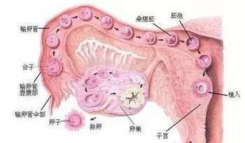 我的卵泡达到了19X22还会破吗