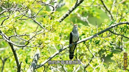 鹧鸪和杜鹃的叫声？？？