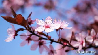 围绕春天是万物复苏的季节，写四五句话