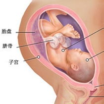 31mm*20mm的孕囊回声，长约9mm的胎芽是怀孕多久