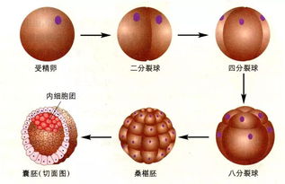 染色体异常