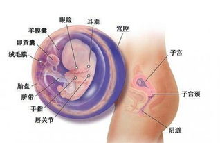 怀孕25周胎儿的发育情况