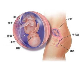 怀孕25周胎儿的发育情况