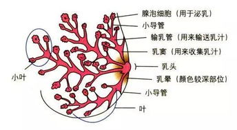 维生素E可以涂在脸上吗?