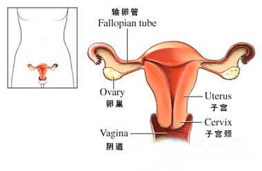 有盆腔炎的可以怀孕吗