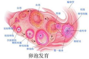 女性的卵泡正常大小