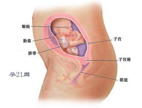 孕期各月胎儿是怎样发育的呢