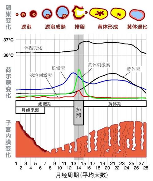 月经周期多少天正常怎么算